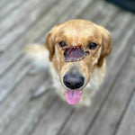Dog balancing a single RawFedK9 dehydrated turkey gizzard on its nose, showcasing a fun training moment with a high-value, single-ingredient treat.
