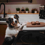 Dog standing with front paws on the kitchen counter, looking at the camera and patiently waiting for the “okay” as RawFedK9 3oz medallions sit on a cutting board in front.