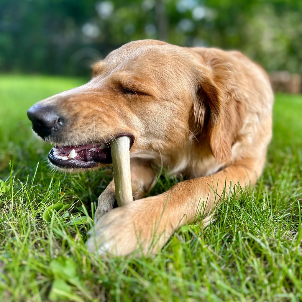 Dog enjoying a RawFedK9 plain deer antler chew, promoting healthy chewing habits and dental benefits with natural, single-ingredient dog chews.
