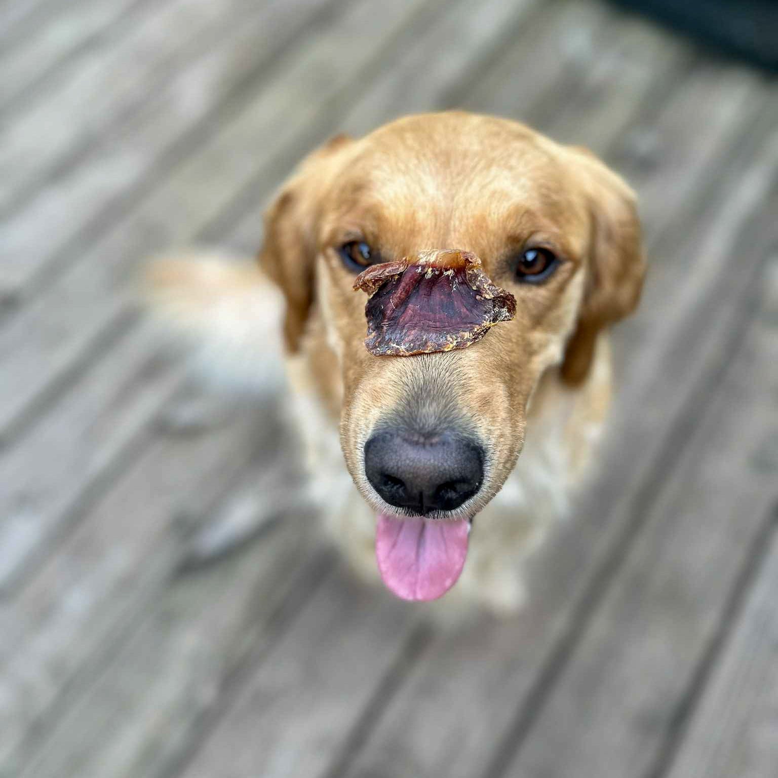 Dog balancing a single RawFedK9 dehydrated turkey gizzard on its nose, showcasing a fun training moment with a high-value, single-ingredient treat.