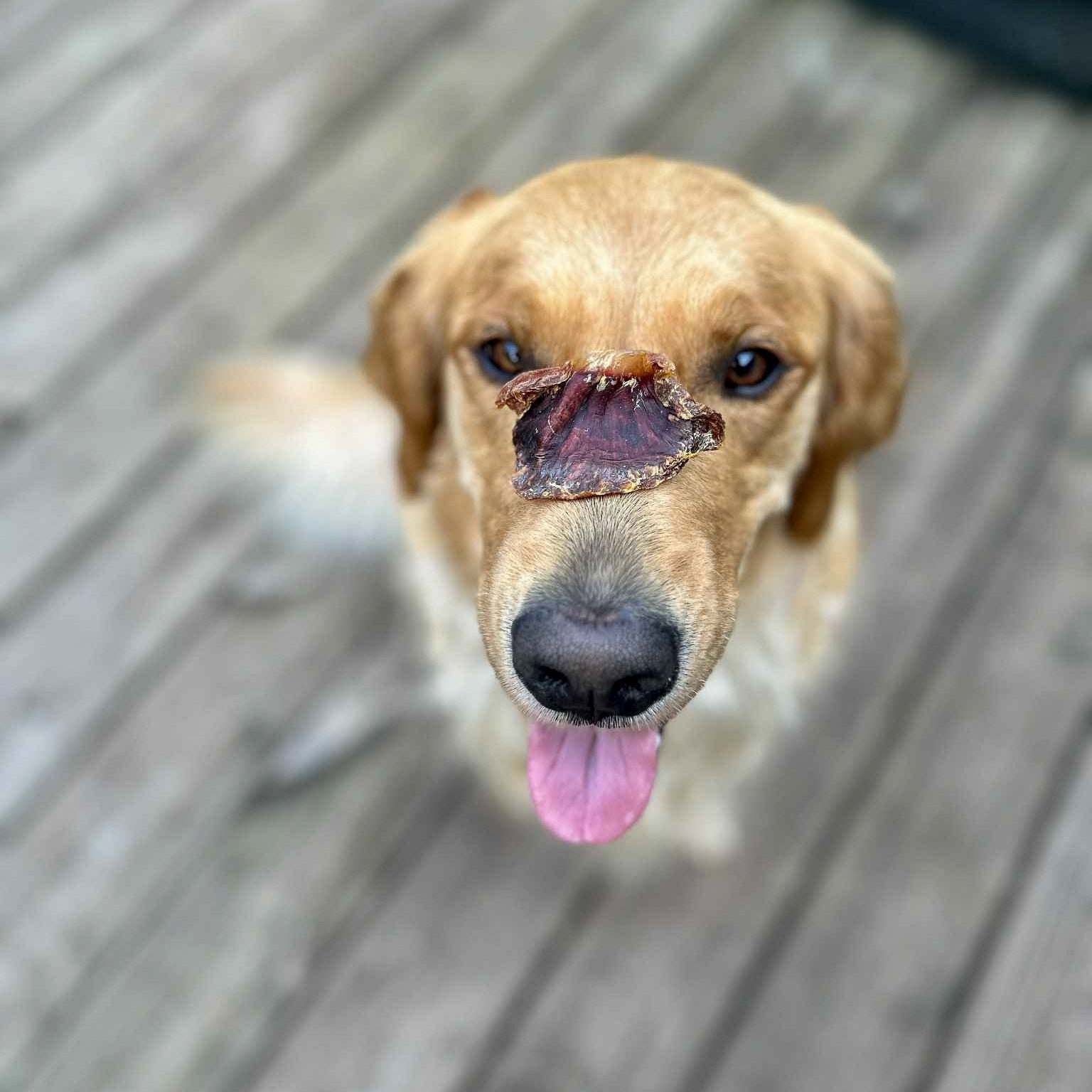 Dog balancing a single RawFedK9 dehydrated turkey gizzard on its nose, showcasing a fun training moment with a high-value, single-ingredient treat.