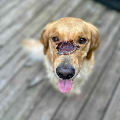 Dog balancing a single RawFedK9 dehydrated turkey gizzard on its nose, showcasing a fun training moment with a high-value, single-ingredient treat.