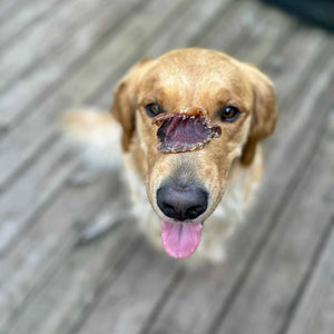 Dog balancing a single RawFedK9 dehydrated turkey gizzard on its nose, showcasing a fun training moment with a high-value, single-ingredient treat.
