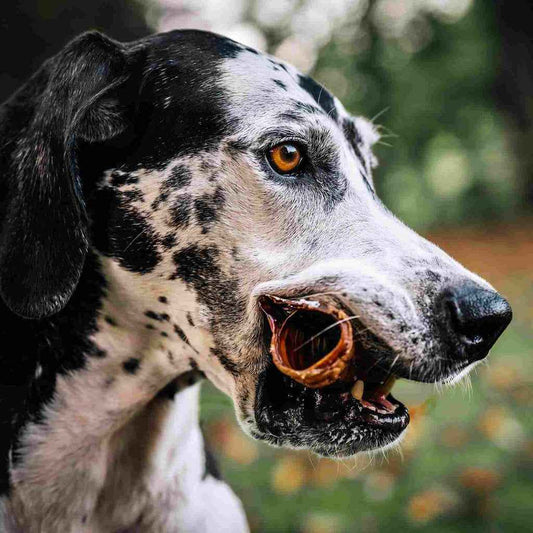 Dog holding a RawFedK9 dehydrated beef trachea chew, highlighting a natural, long-lasting single-ingredient treat that supports dental and joint health.