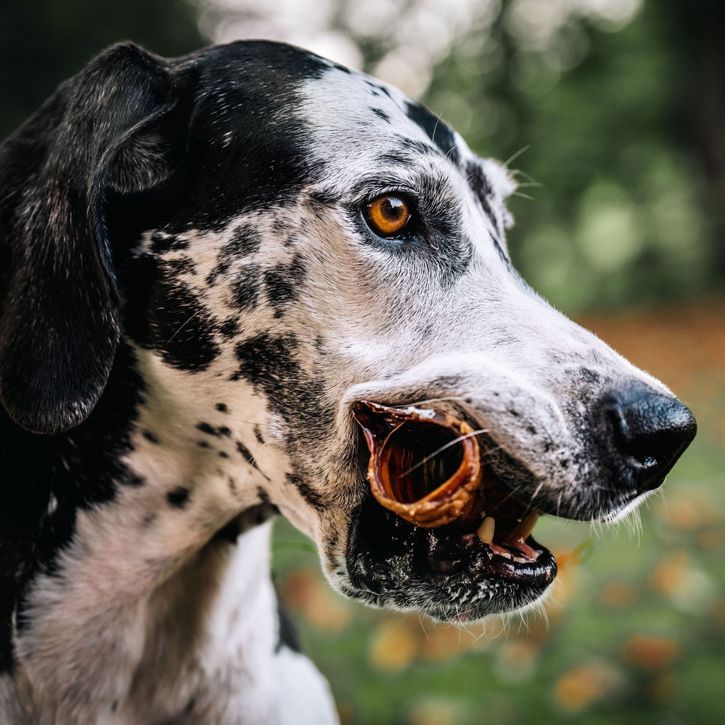 Dog holding a RawFedK9 dehydrated beef trachea chew, highlighting a natural, long-lasting single-ingredient treat that supports dental and joint health.