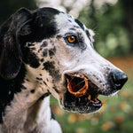 Dog holding a RawFedK9 dehydrated beef trachea chew, highlighting a natural, long-lasting single-ingredient treat that supports dental and joint health.