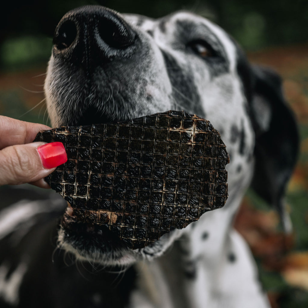 Dog being given a RawFedK9 dehydrated beef liver treat, highlighting a rewarding moment with a nutrient-rich, single-ingredient snack.