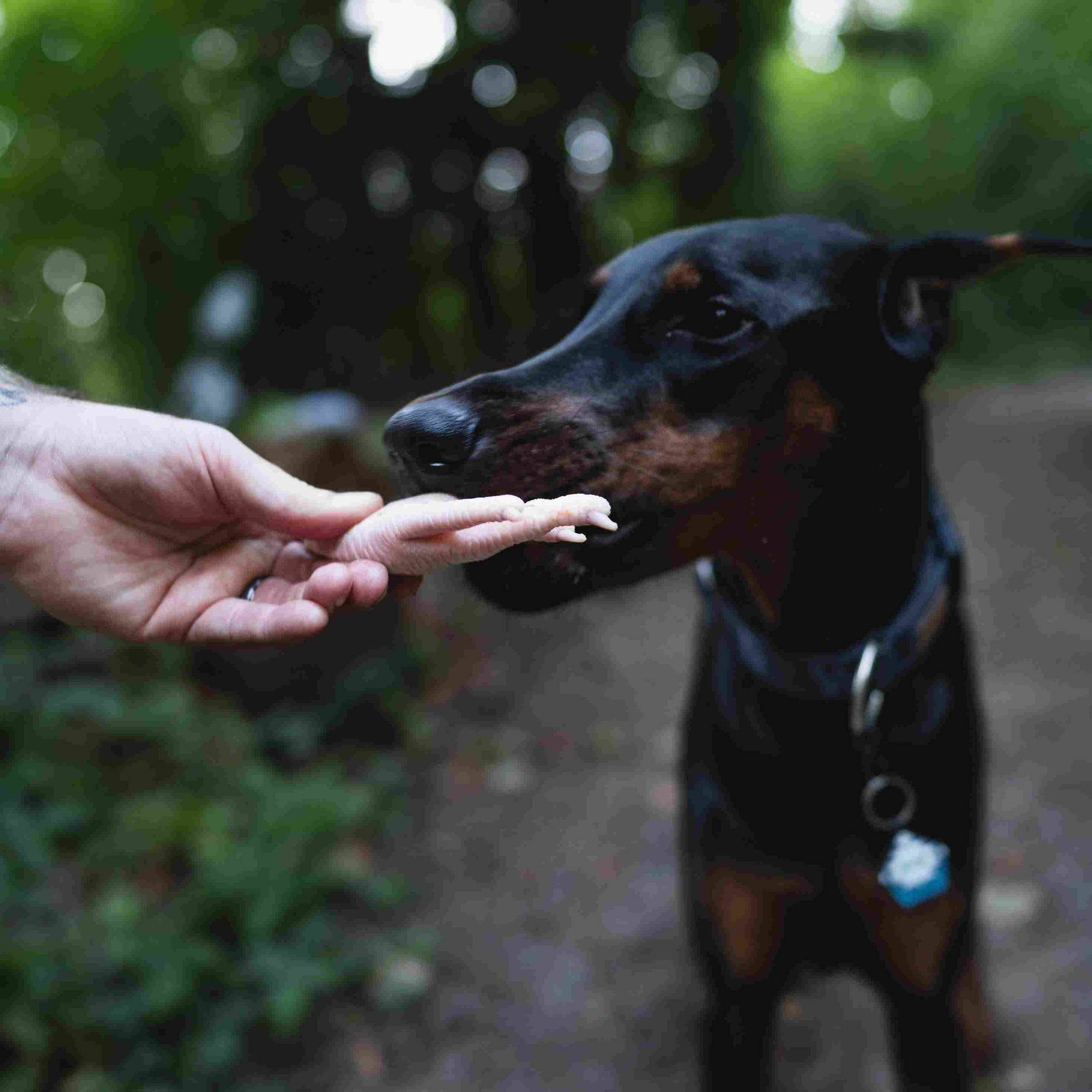 Dog being given a RawFedK9 raw chicken foot, showcasing a natural, species-appropriate treat that supports joint and dental health.