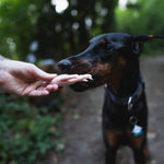 Dog being given a RawFedK9 raw chicken foot, showcasing a natural, species-appropriate treat that supports joint and dental health.