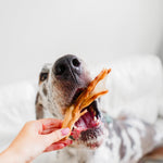 Dog being given RawFedK9 dehydrated duck feet treats, capturing a natural, crunchy reward moment with single-ingredient chews.