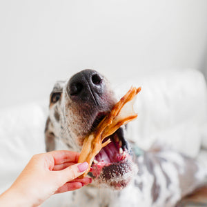 Dog being given RawFedK9 dehydrated duck feet treats, capturing a natural, crunchy reward moment with single-ingredient chews.