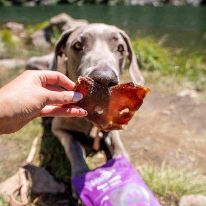 RawFedK9 dehydrated pork snout held in front of a dog’s nose to mimic a snout, capturing a playful moment with a natural, single-ingredient chew.