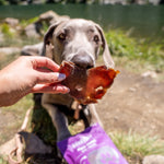 RawFedK9 dehydrated pork snout held in front of a dog’s nose to mimic a snout, capturing a playful moment with a natural, single-ingredient chew.