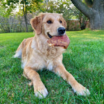Dog holding a RawFedK9 dehydrated pig ear chew, highlighting an engaging and natural chewing experience with single-ingredient treats.