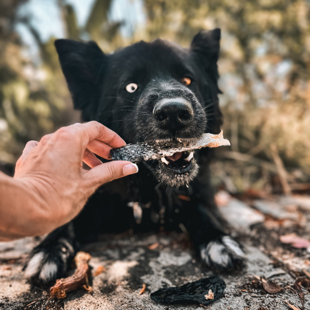 Dog holding a RawFedK9 rolled salmon skin chew, highlighting a natural, omega-rich single-ingredient treat for dogs.