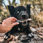 Dog holding a RawFedK9 rolled salmon skin chew, highlighting a natural, omega-rich single-ingredient treat for dogs.