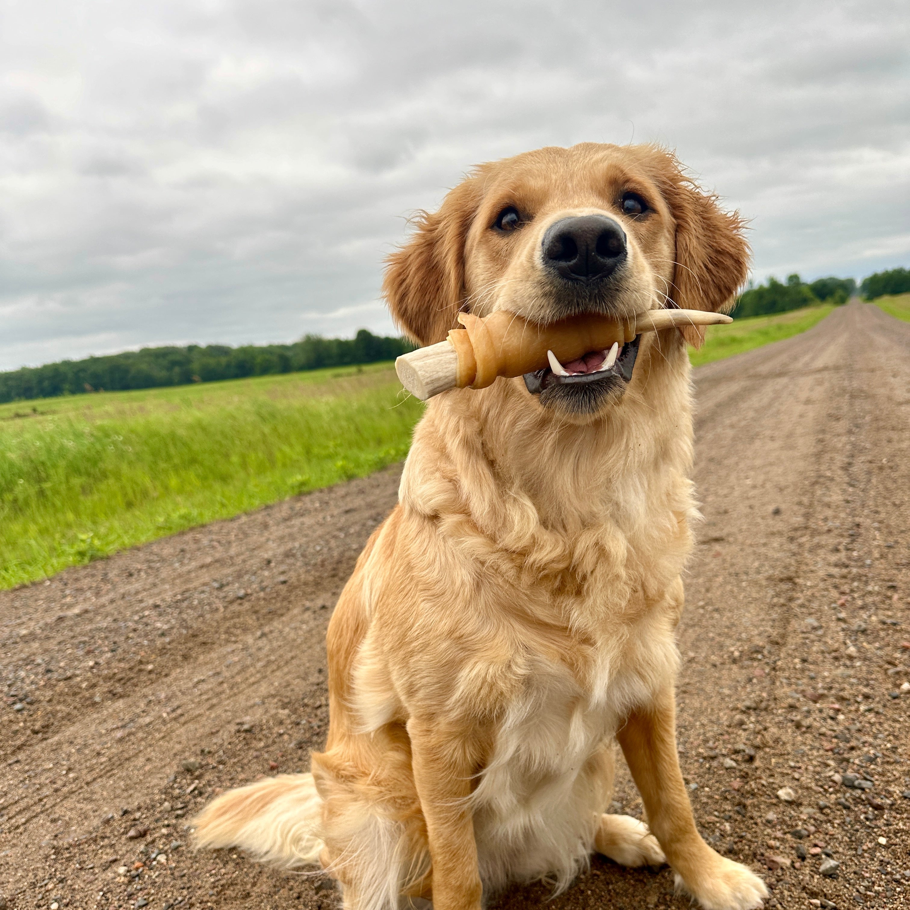 Dog proudly holding a pork skin–wrapped deer antler chew from RawFedK9.