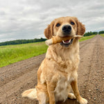 Dog proudly holding a pork skin–wrapped deer antler chew from RawFedK9.