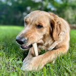 Dog focused on chewing a RawFedK9 plain deer antler, a durable and natural chew that supports dental health and mental stimulation.