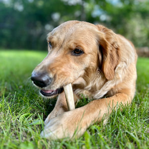 Dog focused on chewing a RawFedK9 plain deer antler, a durable and natural chew that supports dental health and mental stimulation.