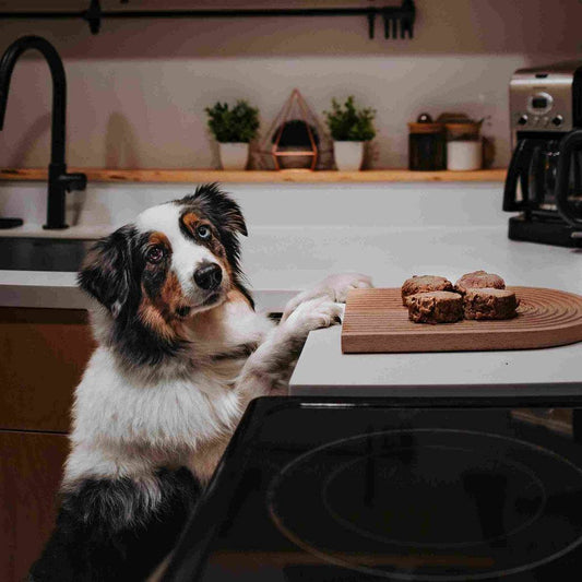 Dog standing with front paws on the kitchen counter, looking at the camera and patiently waiting for the “okay” as RawFedK9 3oz medallions sit on a cutting board in front.