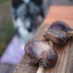 RawFedK9 raw turkey gizzards displayed in the foreground with a dog in the background eagerly watching, highlighting a fresh, biologically appropriate food option for dogs.